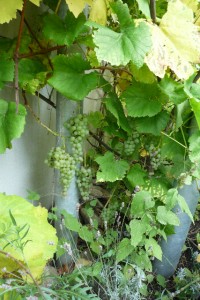 der Beweis: 3 jährige Weintraube unter Balkon, neben Lavendel und Rucola